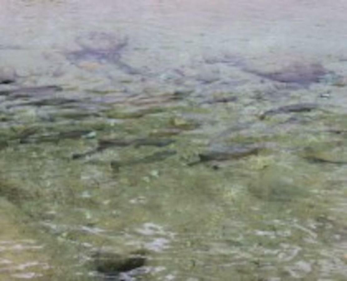 La Casetta nel cuore del Parco Locana Esterno foto